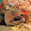 Moray eel (has his own crack)