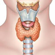 #thyroidglandgap