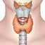 #thyroidglandgap