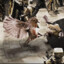 spartafinch