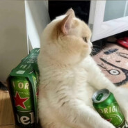 Cddmood（冷情绪）