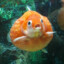 orange golfball fish