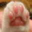 CatToe