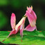 orchid mantis