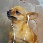 грустная собака