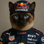 Gato Piloto