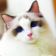Big Avatar