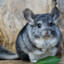 Chinchilla