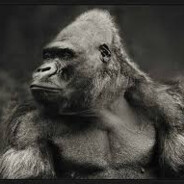 Gorilla