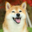 YourLocalShibaInu