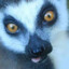 grouchylemur18