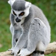 nevermore . lemurts - steam id 76561197960491123