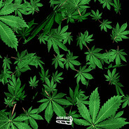 SmokinLongJohnSilvers256