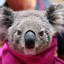 Koala™