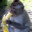 macaco BR