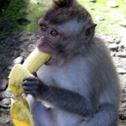 macaco BR