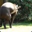 Tapir