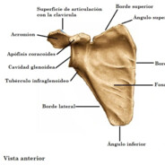 Variante Acromion en decadencia