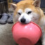 Chonker