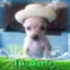 Fernandumb