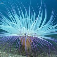 海洋DOTA2自动发货02