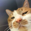 Chonky Cat