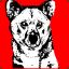 Dirty Dingo