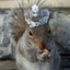 KingSquirrel