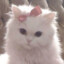 ♡froggi♡