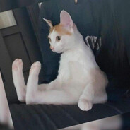 cardboard's avatar