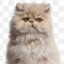 Cleo the PersianCat