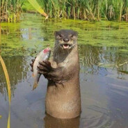 столица уретры