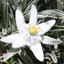 Edelweiss