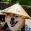 Sensei Doge