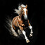 THE HORSE