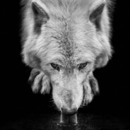 105½| Wolfscowl