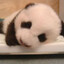 a small bear