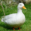 The Duck Watching You