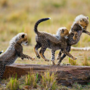 麦田里的守望者