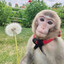 BabuinBanana