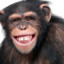 Chimpan C