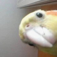 colada