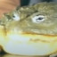 Funny Toad