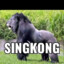 SingkongEmas