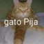 gato Pija