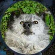 想吃我狼的黑色嘴筒子