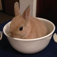 Rabbit
