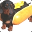 hot-doggy