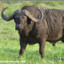 Buffel