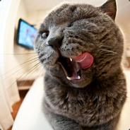 Халяльный Порось